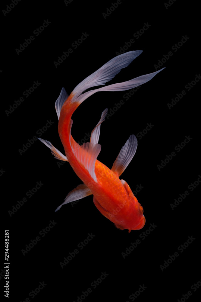 Koi fish is domesticated version of common carp. This fish is most famous by its beautiful colors that have been created via selective breeding Koi fish is domesticated version of common carp. This fish is most famous by its beautiful colors that have been created via selective breeding