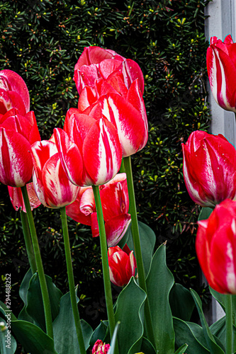 Red and white stripped tulips on green stalks and leaves photo