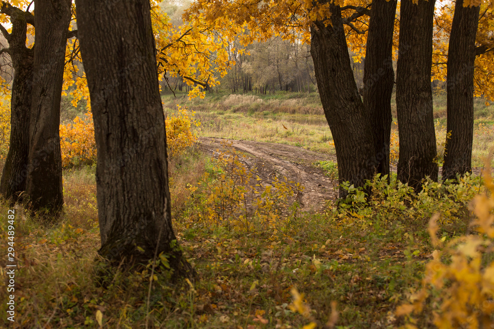 Autumn landscape with fall forest, yellow golden trees