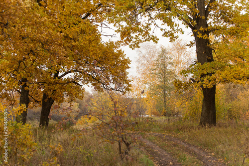 Autumn landscape with fall forest, yellow golden trees