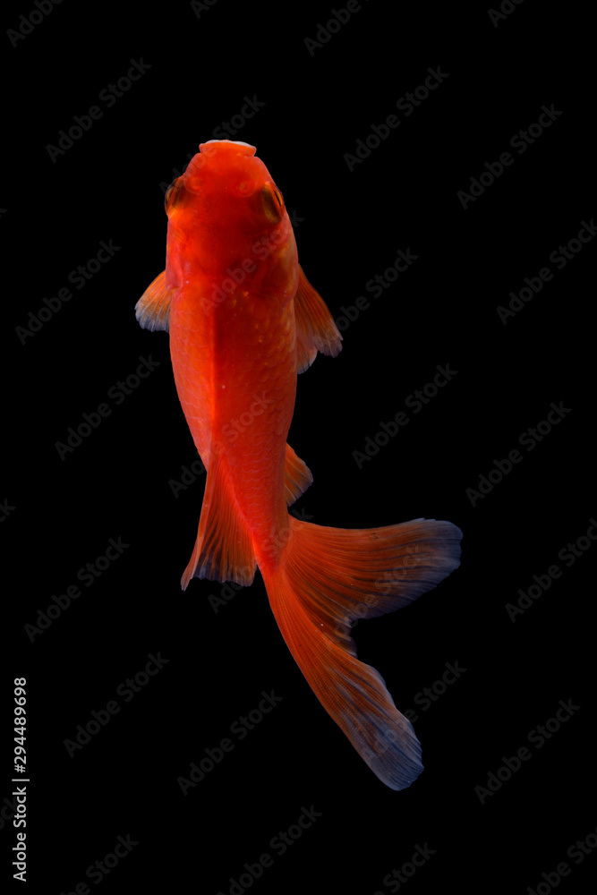 Koi fish is domesticated version of common carp. This fish is most famous by its beautiful colors that have been created via selective breeding Koi fish is domesticated version of common carp. This fish is most famous by its beautiful colors that have been created via selective breeding