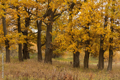 Autumn landscape with fall forest, yellow golden oak trees