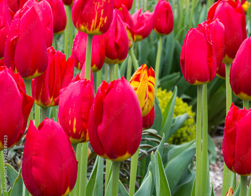 bright red tulips blossoms and buds growing in garden sunlight bright red tulips blossoms and buds growing in garden sunlight