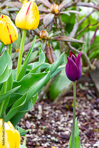 one solitary burgundy tulip with yellow and red tulips and rhododendron photo