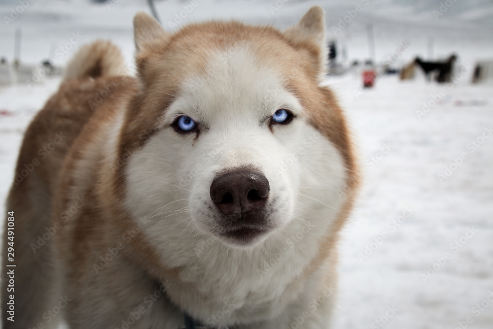 Obraz premium Shyla the Husky 3