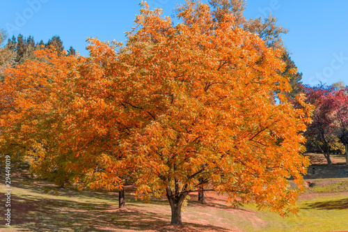 Lonely autumn tree with golden leaves in the forest