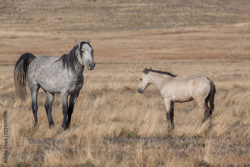 americana  animal  autumn  desert  equine  foal  heritage  horse  wild horses  mammal  mare  mustang horse  nature  outdoors   Utah  wild  wildlife