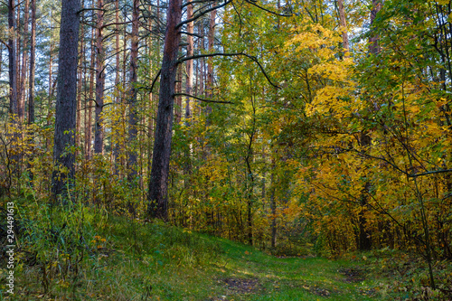 Trees in autumn colors in the forest. Autumn landscape