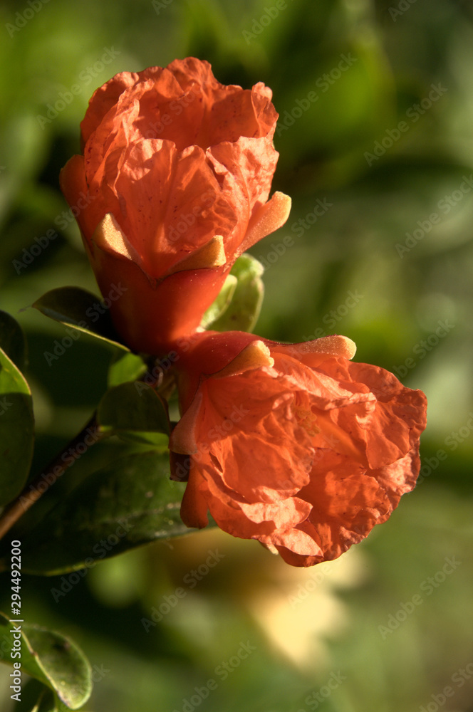 Obraz premium Pomegranate flower in Tuscan garden, region of Florence