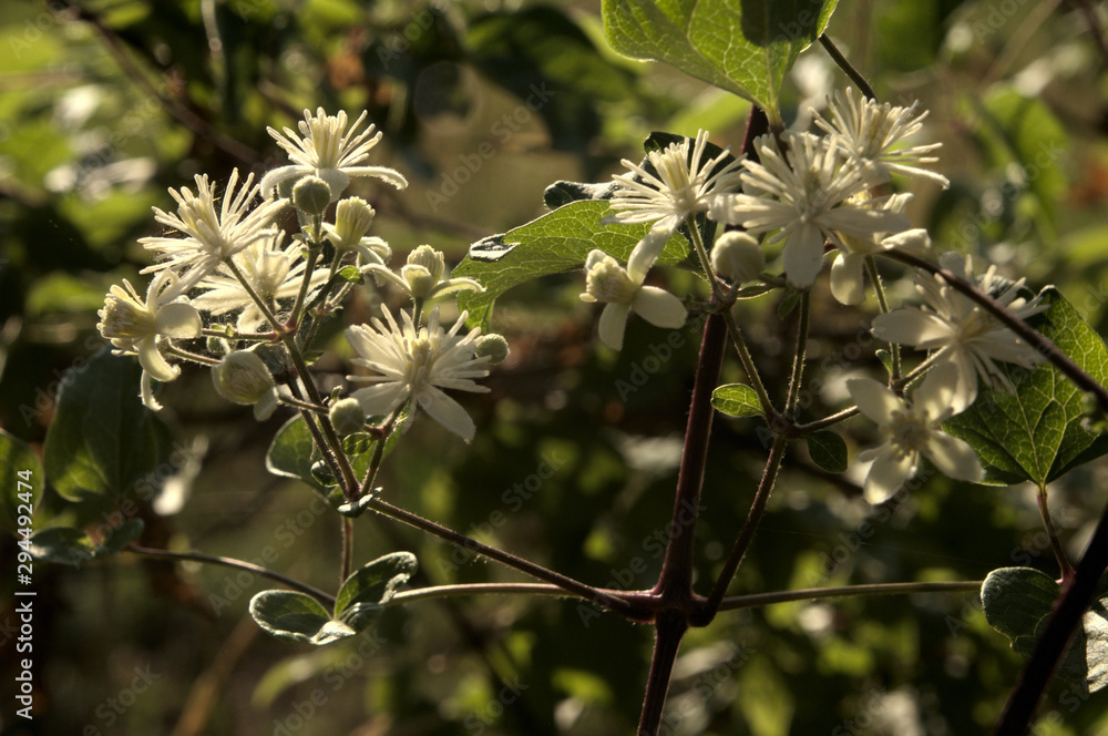 Wild clematis in hedgerow, Florence region of Tuscany Wild clematis in hedgerow, Florence region of Tuscany