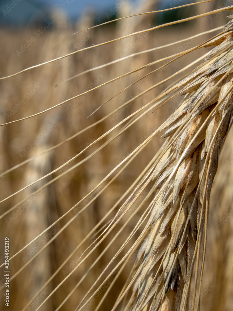 Ear of ripe rye. Blurred background. Ear of ripe rye. Blurred background.