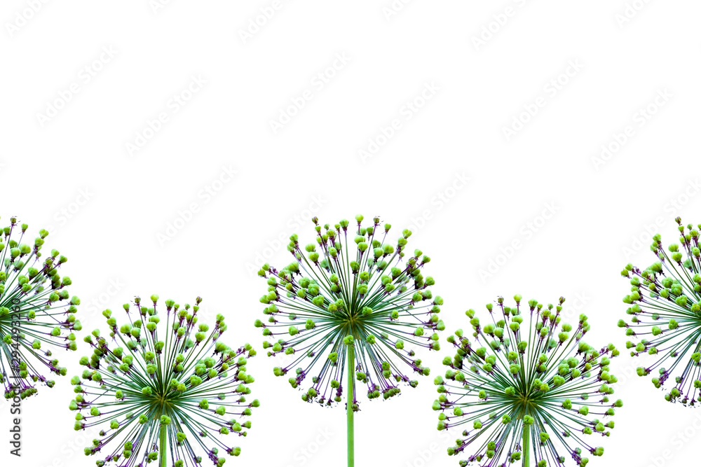 Background from the tops of a decorative bow. Allium. Onion. Objects on a white background.