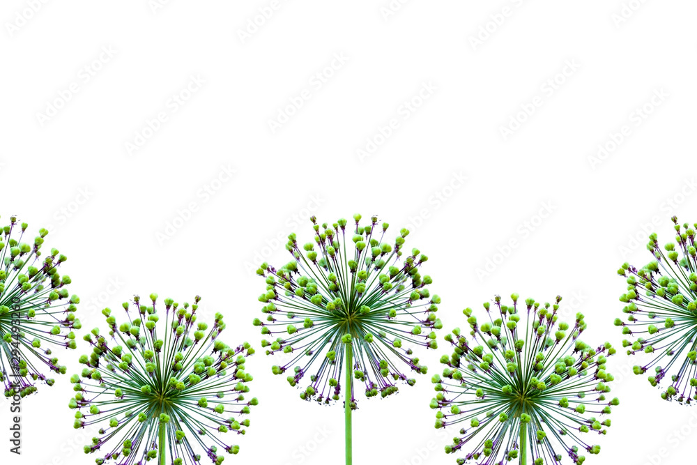 Background from the tops of a decorative bow. Allium. Onion. Objects on a white background. Background from the tops of a decorative bow. Allium. Onion. Objects on a white background.
