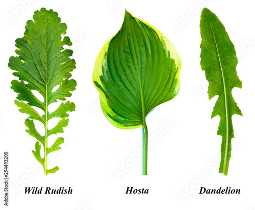 Set of isolated leaves: wild radish, hosta, dandelion. photo