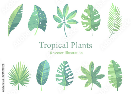 Vector set illustration. Tropical green plants set  botany  leaves  floral. 