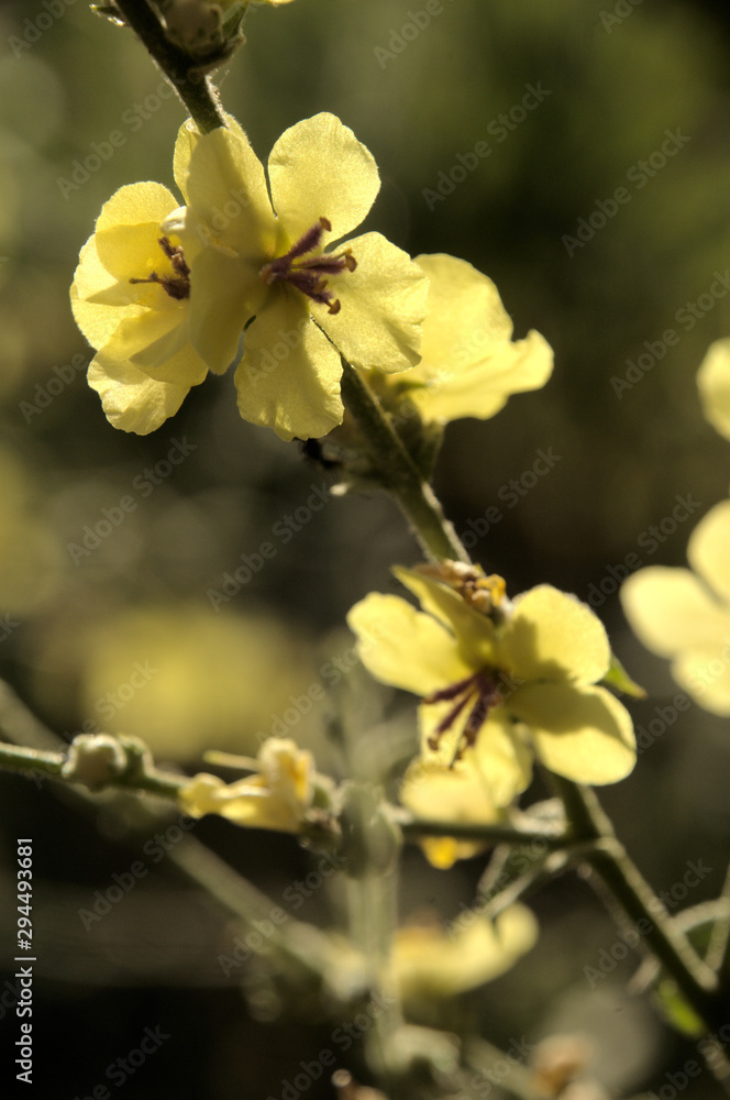 Verbascum nigrum; black mullein in Tuscan meadow Verbascum nigrum; black mullein in Tuscan meadow