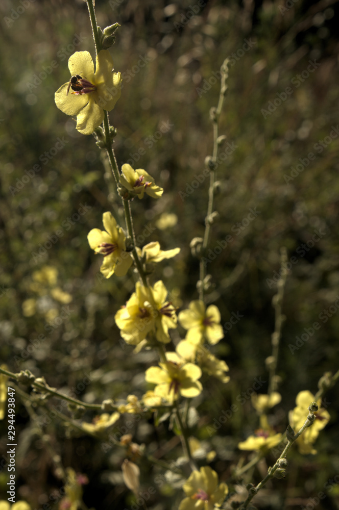 Verbascum nigrum; black mullein in Tuscan meadow Verbascum nigrum; black mullein in Tuscan meadow