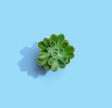 Succulent plant in a pot from above