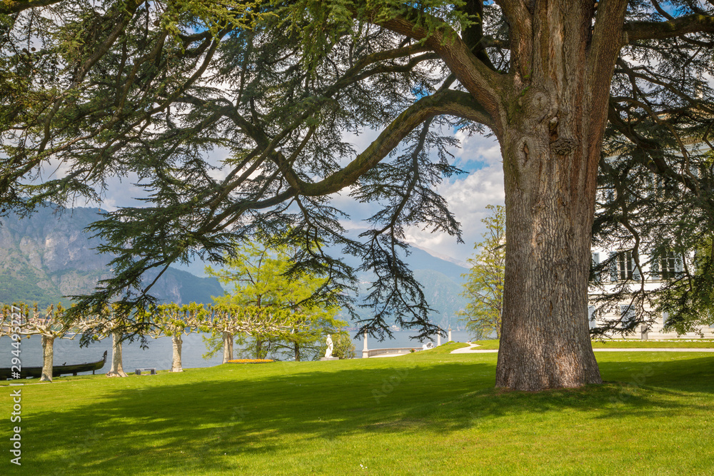 BELAGGIO, ITALY - MAY 10, 2015: The bich cedar in gardens of Villa Melzi on the waterfront of Como lake.