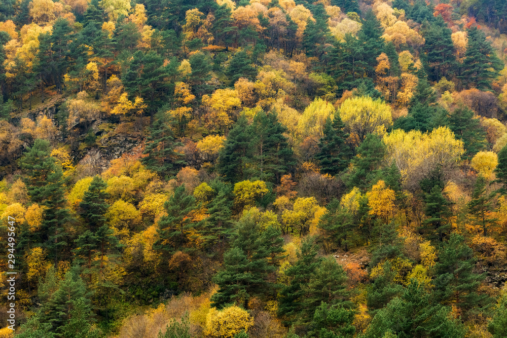Coniferous and deciduous forest on the mountainside. Bright autumn foliage and green pine trees. Natural background