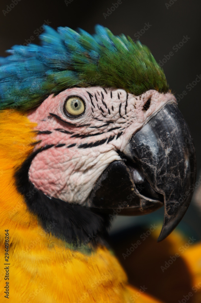 Obraz premium SONY DSC