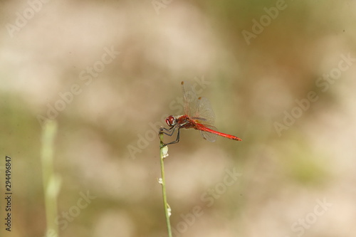 La libellula rossa a Caccamo di Serrapetrona Italy © FABIO