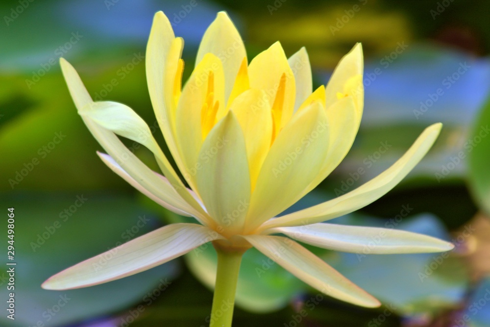 Yellow Lily