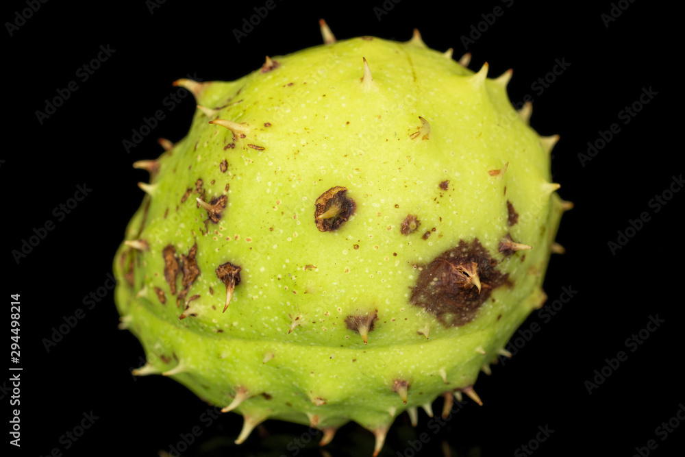 One whole unpeeled autumnal green chestnut isolated on black glass One whole unpeeled autumnal green chestnut isolated on black glass
