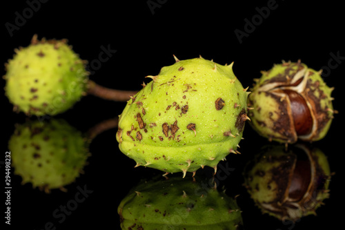 Group of three whole autumnal green chestnut isolated on black glass