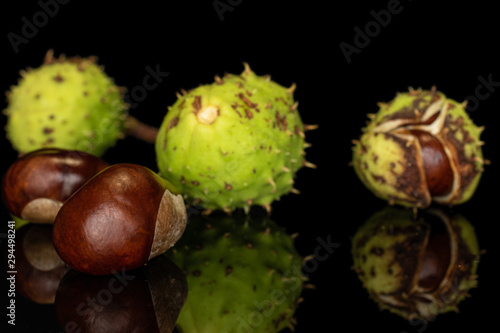 Group of five whole autumnal green chestnut isolated on black glass