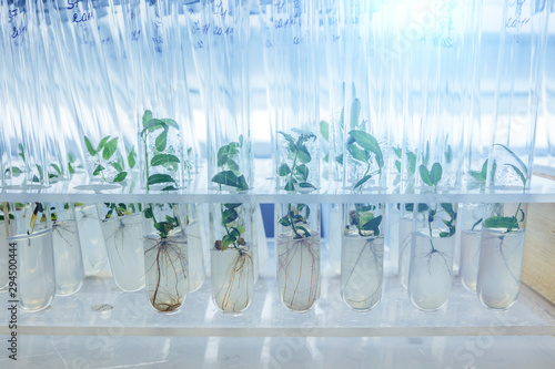 Cloned micro plants in test tubes with nutrient medium. Micropropagation technology in vitro photo