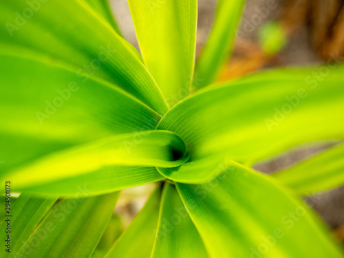 Close up of a green plant © Katherine Rock