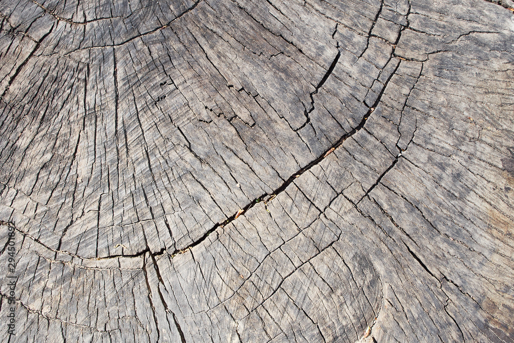 Fototapeta premium Natural wooden background