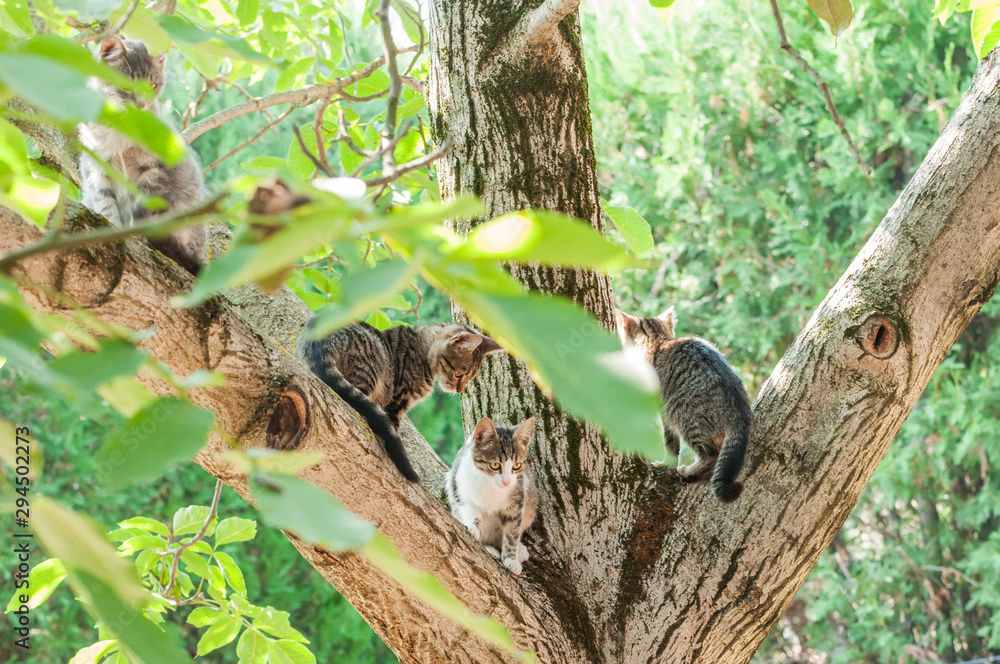 Housecats sitting on a tree on a sunny day.