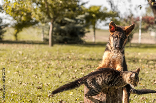 A puppy german shepherd dog playing with a housecat