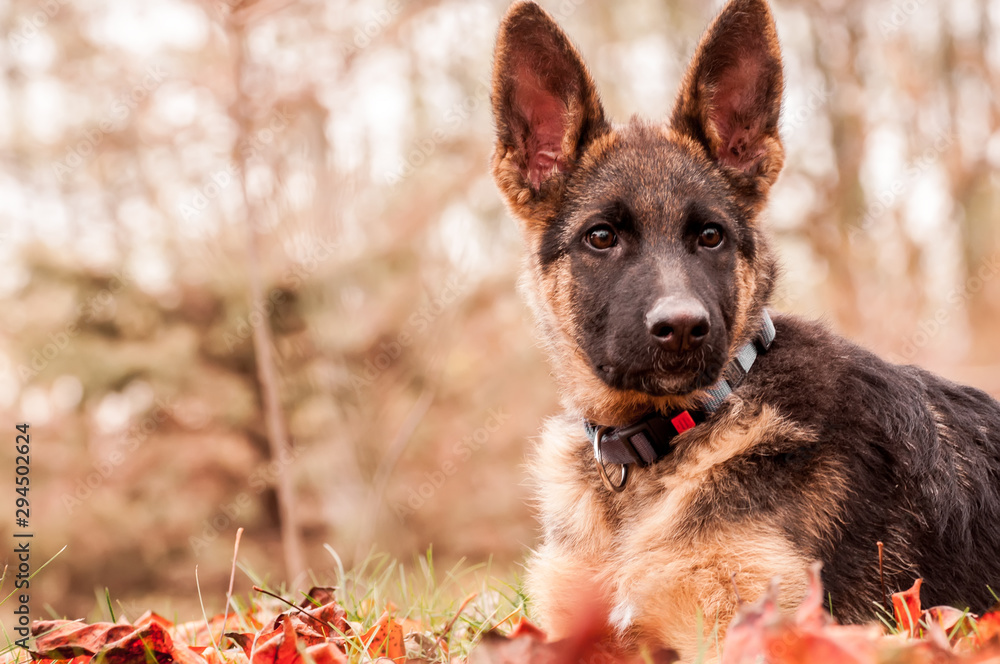 Portrait of a german shepherd puppy while resting in a backyard Portrait of a german shepherd puppy while resting in a backyard