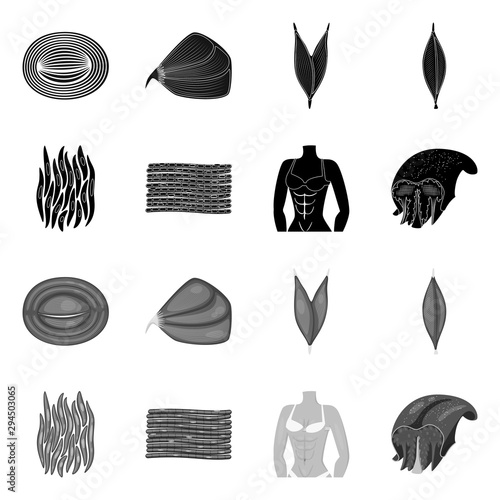 Isolated object of fiber and muscular icon. Collection of fiber and body stock symbol for web.