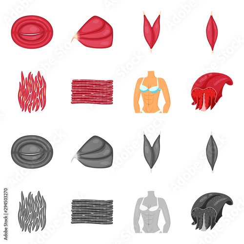 Vector illustration of fiber and muscular logo. Set of fiber and body stock symbol for web.