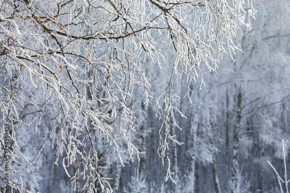 Branches of trees in frost