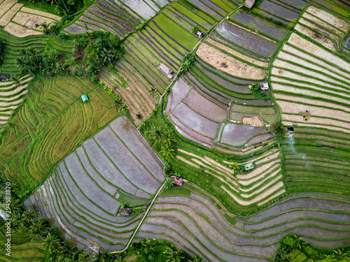 Aerial View Of Rice Terraces In Bali, Indonesia