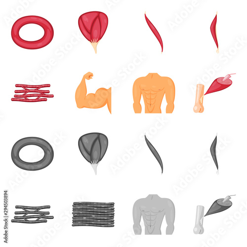 Isolated object of fiber and muscular logo. Collection of fiber and body vector icon for stock.