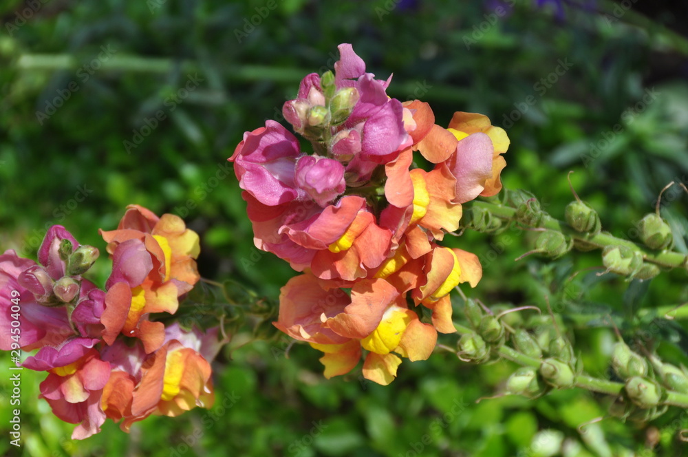 Obraz premium Flores em arcos-íris 