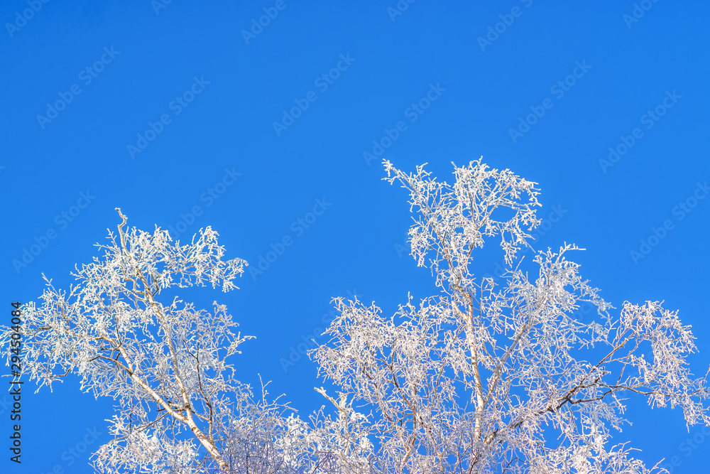 Branches of trees in frost on the background of sky Branches of trees in frost on the background of sky
