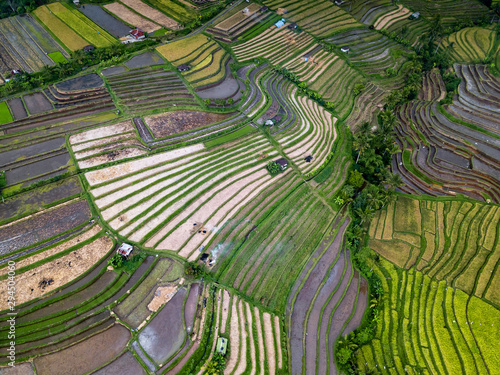 Aerial View Of Rice Terraces In Bali, Indonesia