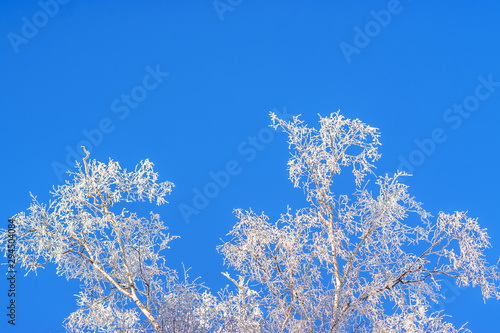 Branches of trees in frost on the background of sky