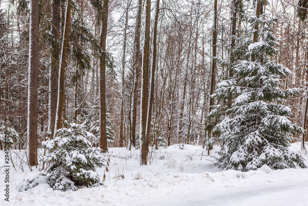 Fototapeta premium Ate in the forest covered with snow
