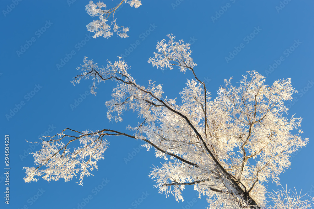 Branches of trees in frost on the background of sky