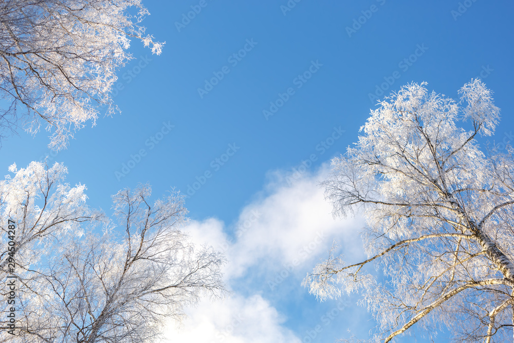 Branches of trees in frost on the background of sky Branches of trees in frost on the background of sky