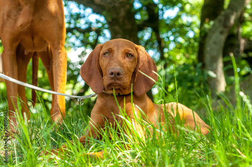 A hungarian vizsla pointing dogsitting in the grass