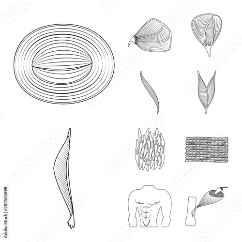 Vector illustration of fiber and muscular sign. Collection of fiber and body stock vector illustration.